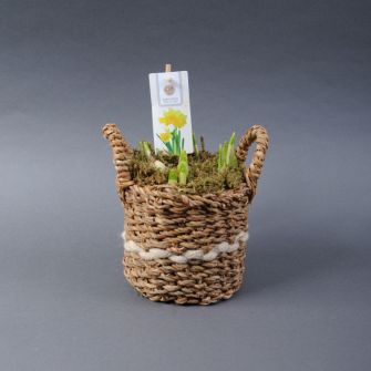 Композиція "Нарциси у горщику"