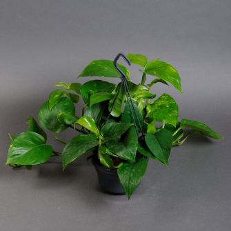 Епіпремнум