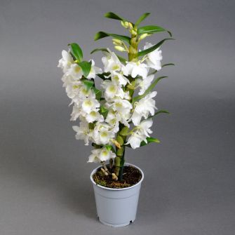 Dendrobium orchid