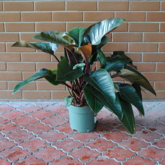 Philodendron Red Beauty