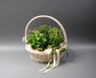 Каланхоэ в корзине в ассортименте