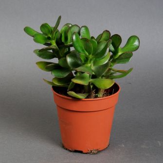 Красула Crassula Gemengd d12 h25
