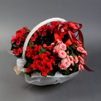 Бегония в корзине