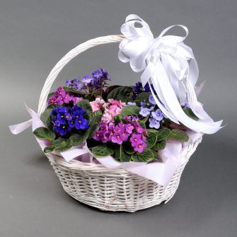 Фиалки в корзине