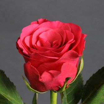 Takatsa Rose Dark Pink