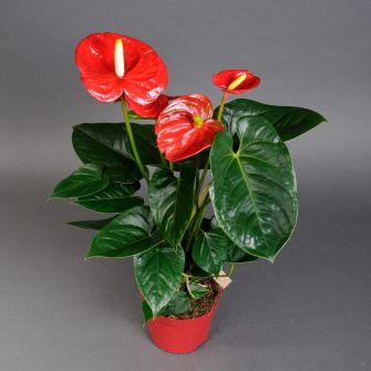Anthurium