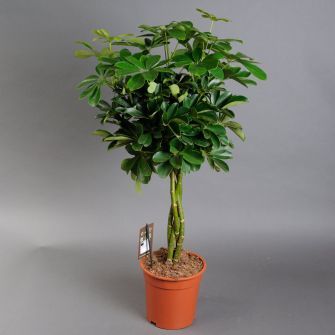 Schefflera