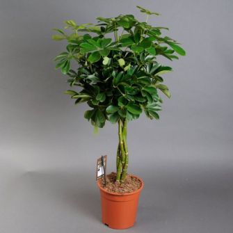 Шефлера Schefflera d23 h100