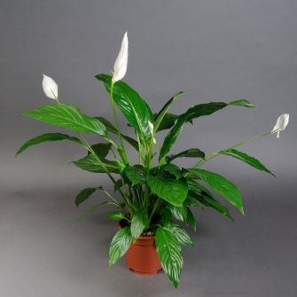 Спатифиллум