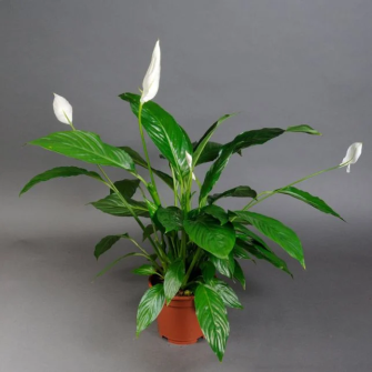 Спатіфілум Spathiphyllum d17 h65