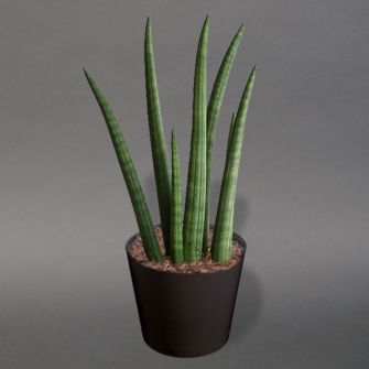 Сансевієрія