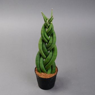 Sansevieria wicker in pot