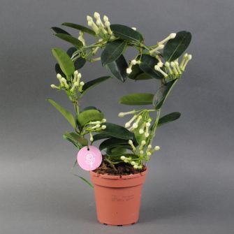 Стефанотіс Stephanotis d12h45