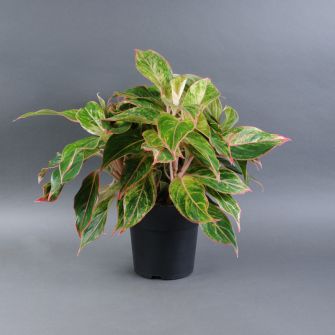 Аглаонема Баттерфляй