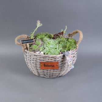 Plant composition in a basket 30x20