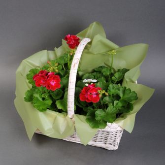Пеларгония в белой корзине
