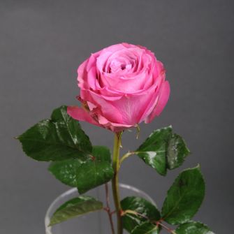 Роза Квинс Краун