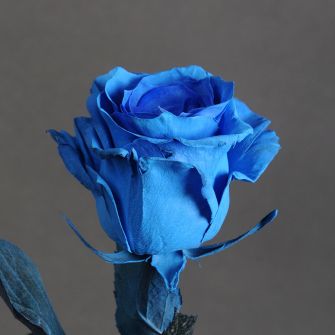 Blue rose painted