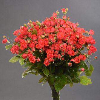 Троянда спрей Ванесса