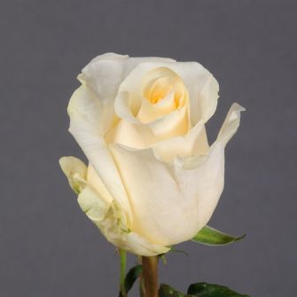 Rose Creme de la Creme