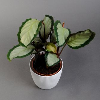 Калатея 45 см в кашпо