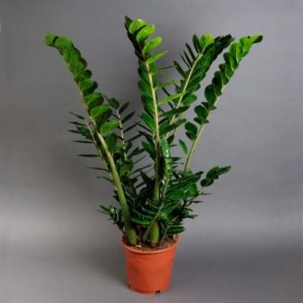 Заміокулькас Zamioculcas d21 h100