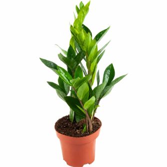 Заміокулькас Zamioculcas 45 см