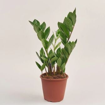 Заміокулькас Zamioculcas d11 h30