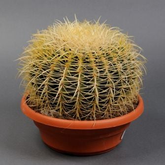 Ехінокактус Echinocactus Grusonii d27 h25