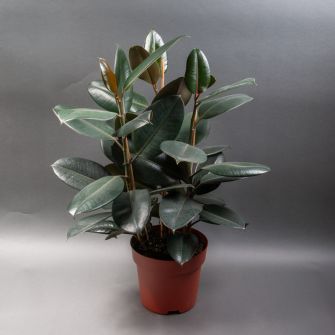 Фикус Робуста