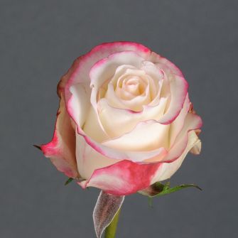 Троянда Світнес