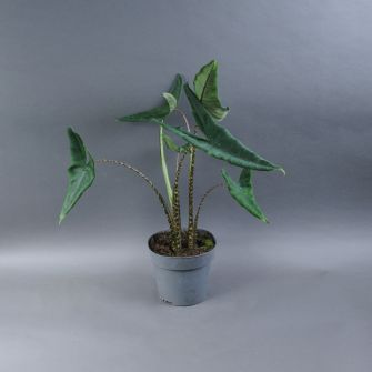 Alocasia Polly