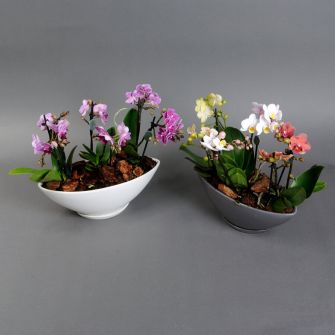 3 mini orchid in pot