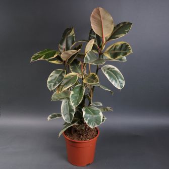 Фикус El Tineke