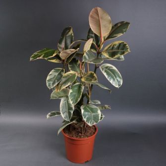 Фікус El Tineke d30 h140