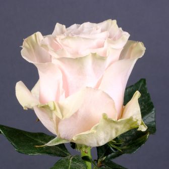 Троянда Пінк Мондіаль