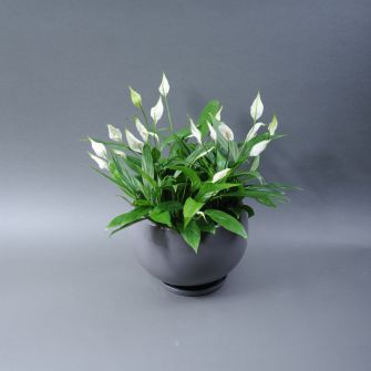 Спатифілуми у кашпо