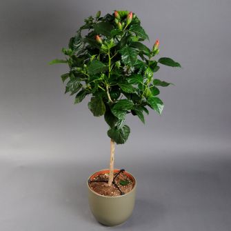 Гибискус 100 см