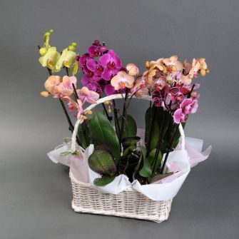 Орхидея микс в корзинке