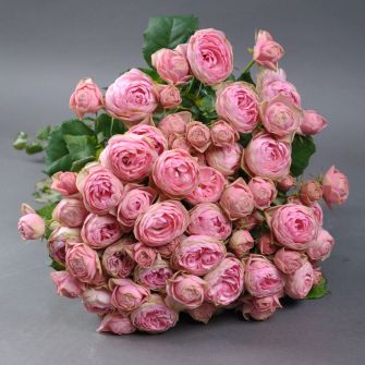 Троянда Світ Трендсеттер спрей