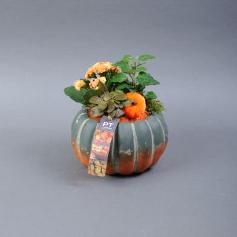 Plant arrangement in a ceramic pot Pumpkin 17-20