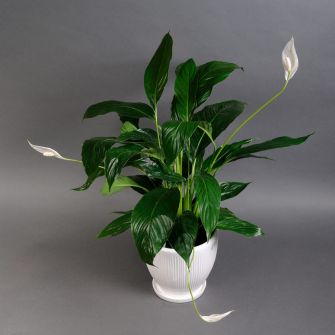 Спатифиллум в кашпо