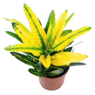 Кодіум Codiaeum Sunny Star d12 h25