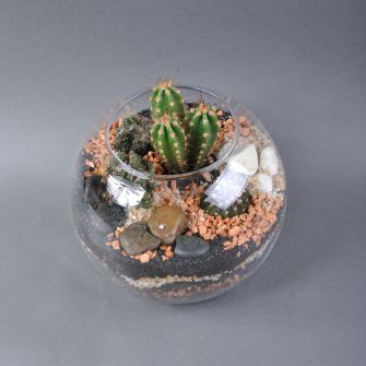 Флорариум из суккулентов №21