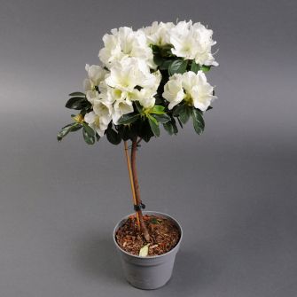 Азалия на штамбе