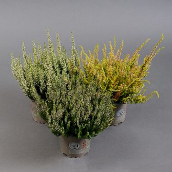 Heather in assortment