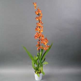 Orchid Cambria
