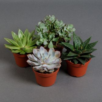 Succulenten in assortment