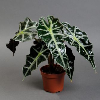Alocasia