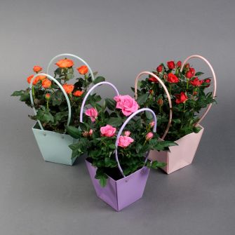 Троянда у пакеті